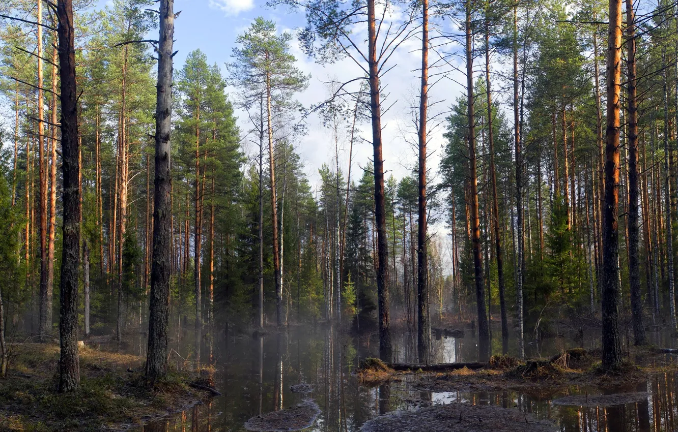 Фото обои лес, деревья, природа, весна
