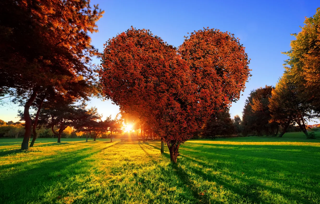 Фото обои трава, солнце, любовь, закат, парк, дерево, green, сердце