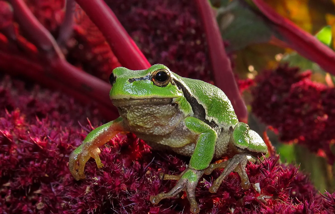 Фото обои Лягушка, frog, зелёная