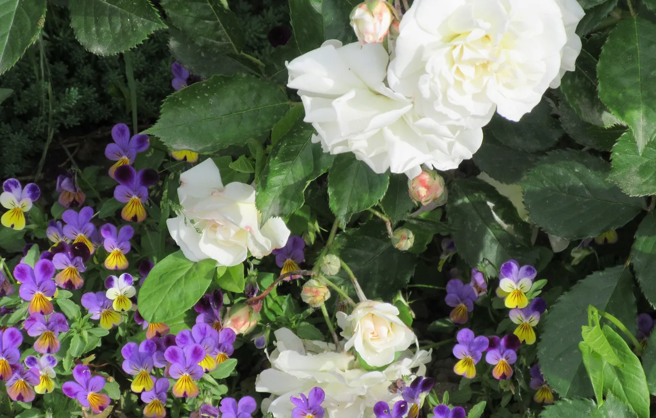 Фото обои цветы, розы, анютины глазки, белые розы, 2018, Meduzanol ©