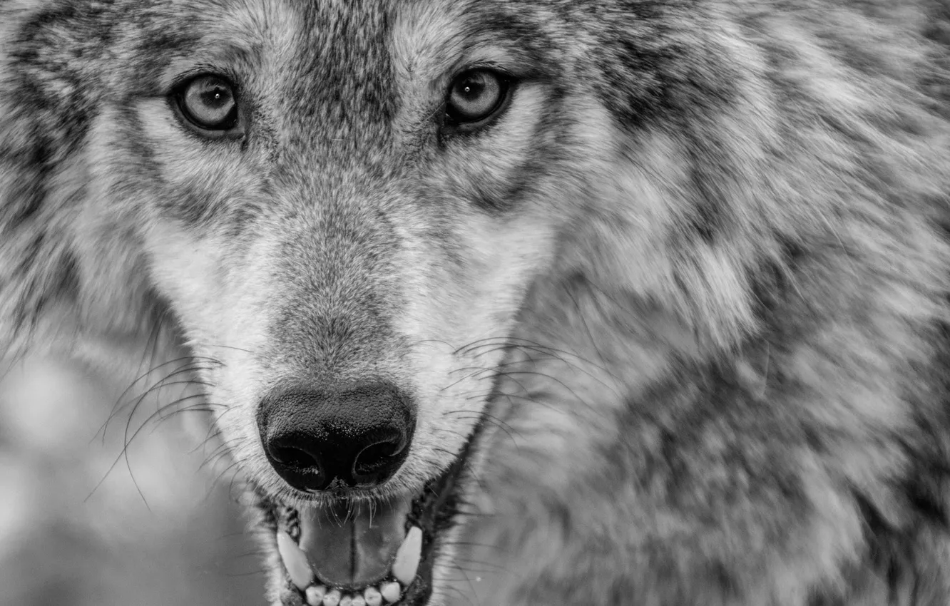 Фото обои fantasy, nature, art, snow, predator, face, animal, wolf