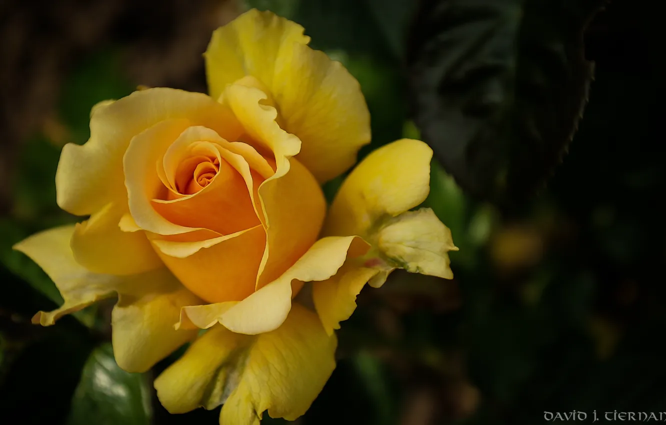 Фото обои желтый, роза, лепестки