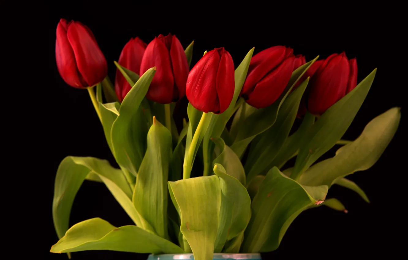 Фото обои цветы, букет, тюльпаны, красные, черный фон, бутоны