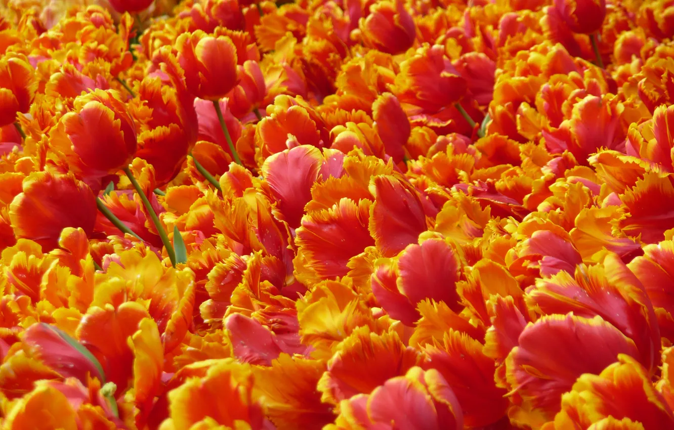 Фото обои цветы, яркие, лепестки, тюльпаны, красные, оранжевые, много, огненные