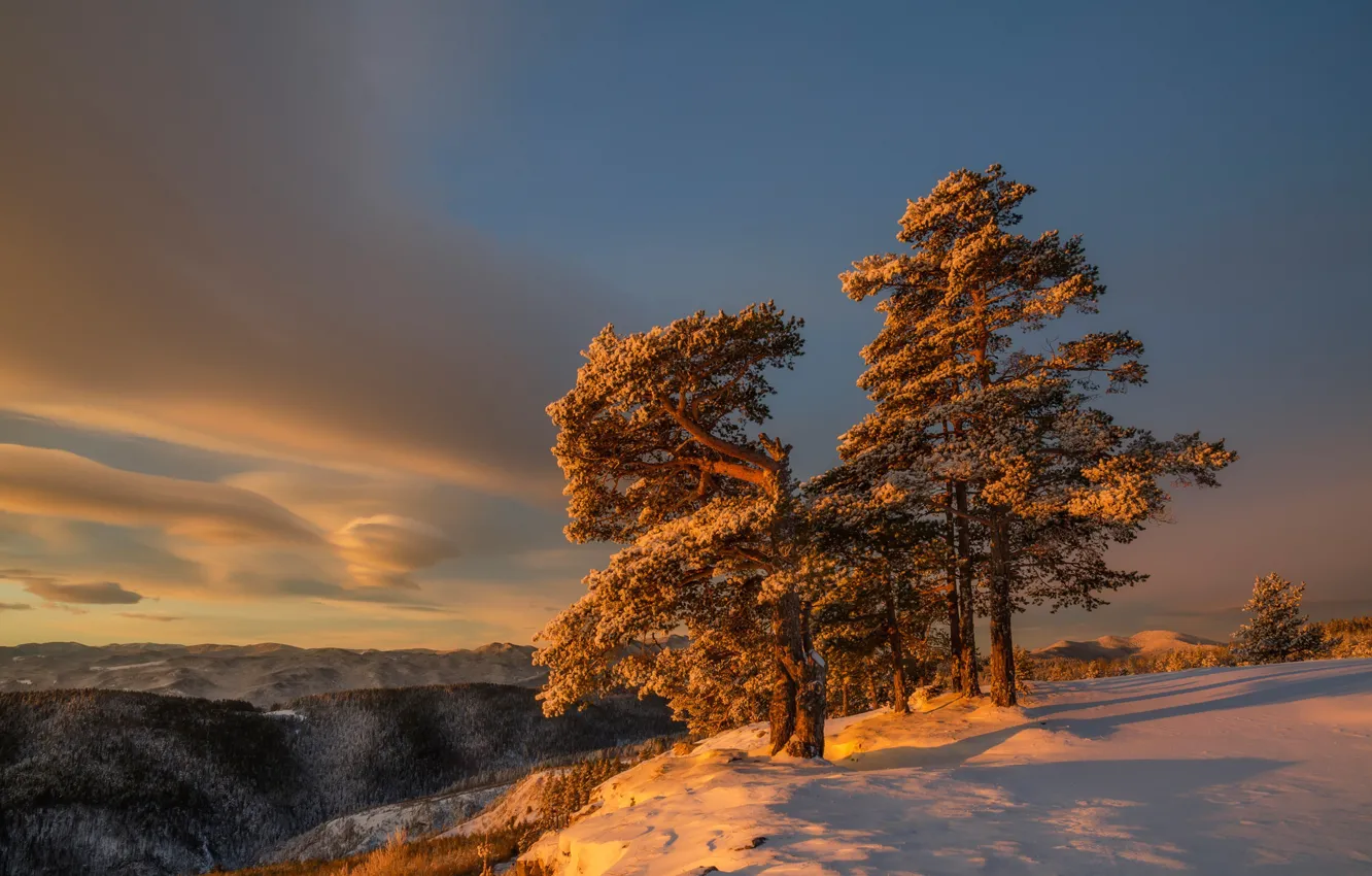 Фото обои зима, деревья, утро