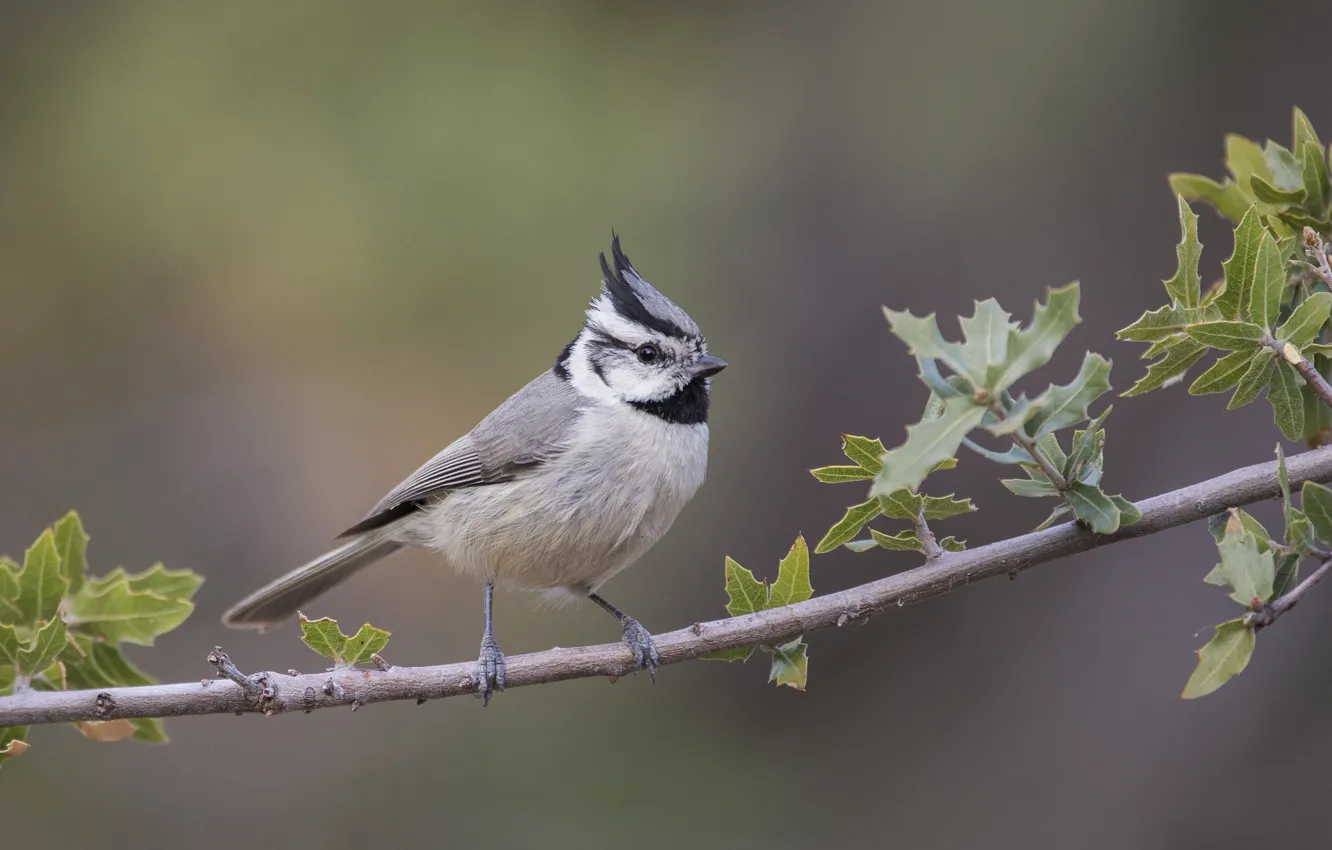 Фото обои ветки, птица, синица, хохолок