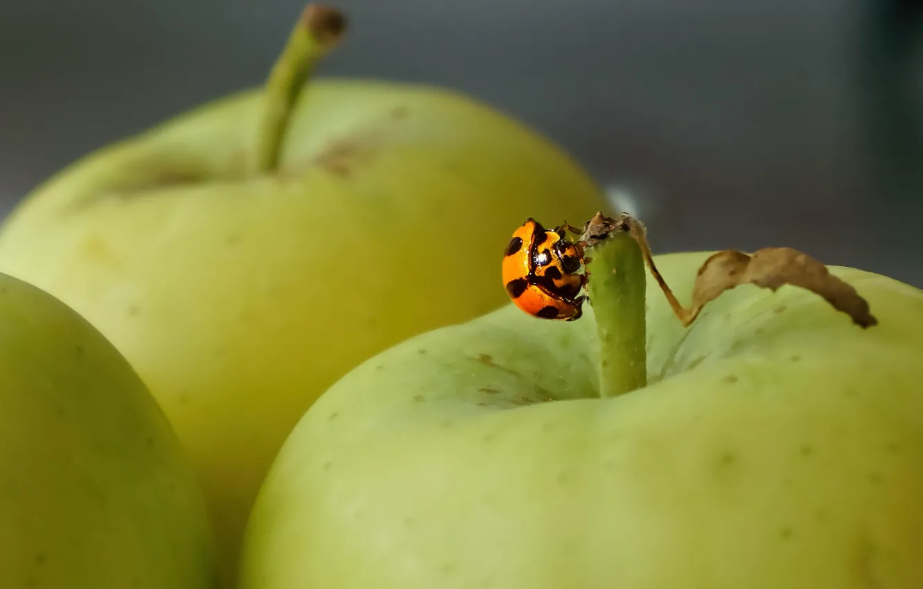 Фото обои фон, яблоки, божья коровка, насекомое
