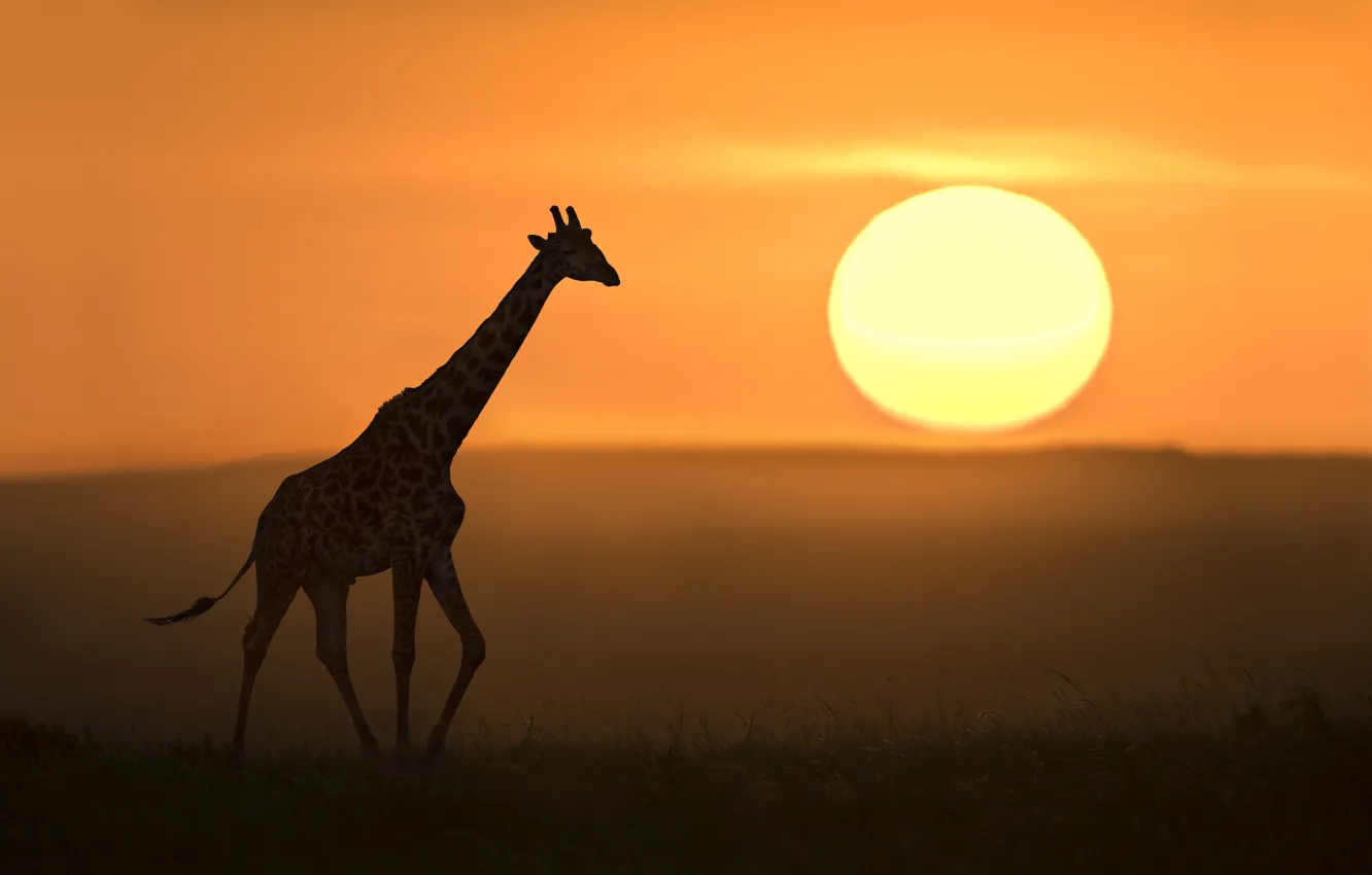Фото обои солнце, жираф, саванна, sun, giraffe, savannah