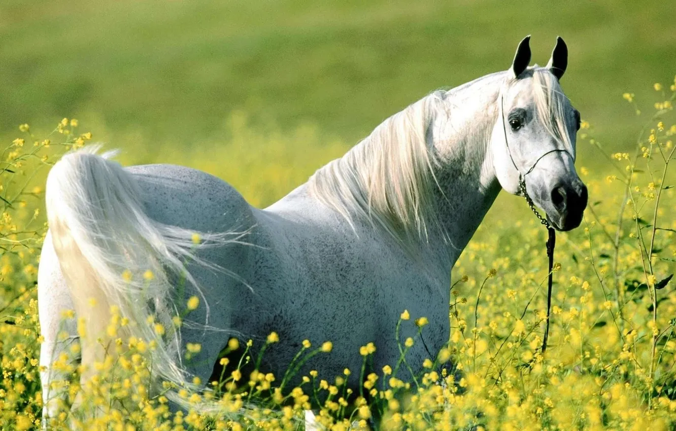 Фото обои цветы, лошадь, белая