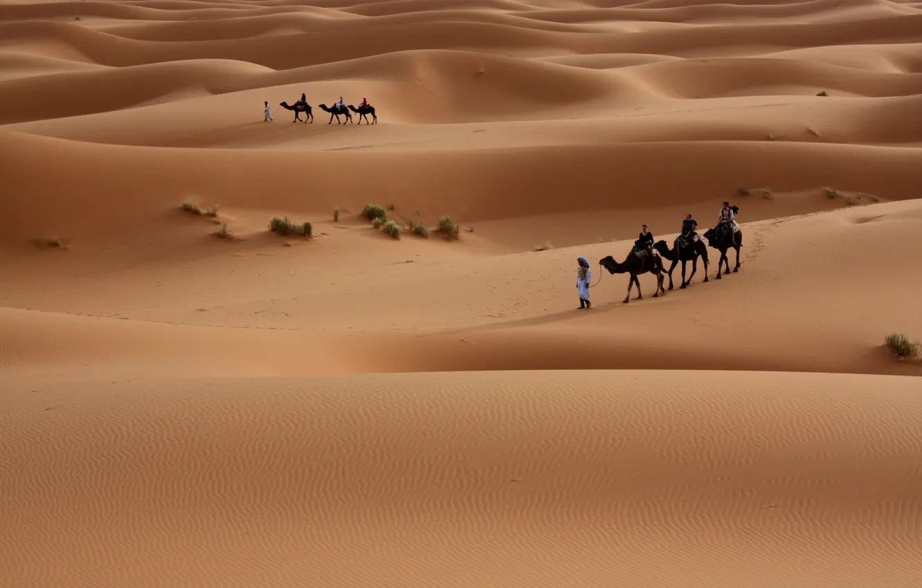 Фото обои Песок, Пустыня, Люди, Дюны, Барханы, Прогулка, Верблюды, Пески