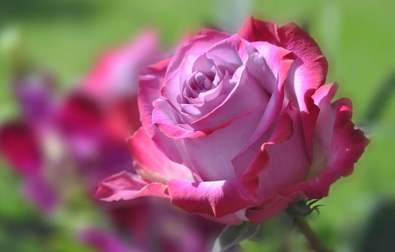 Фото обои цветок, роза, лепестки, бутон