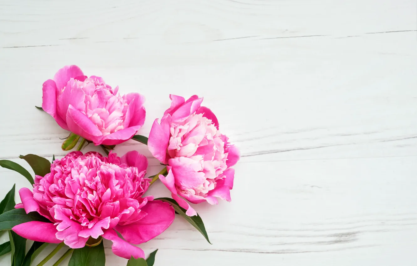 Фото обои цветы, розовые, pink, flowers, пионы, peonie