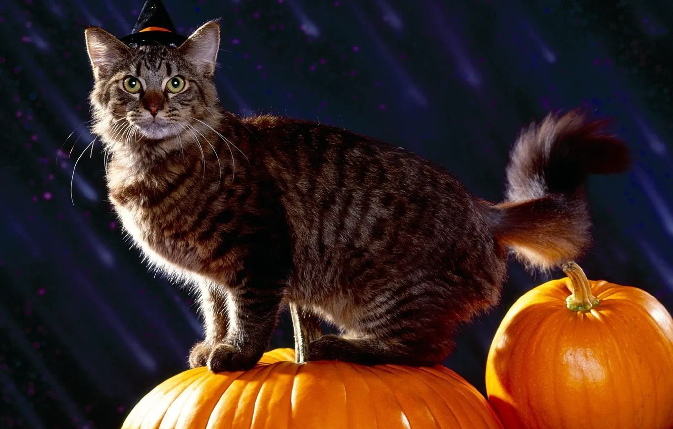 Фото обои кот, праздник, тыквы, halloween