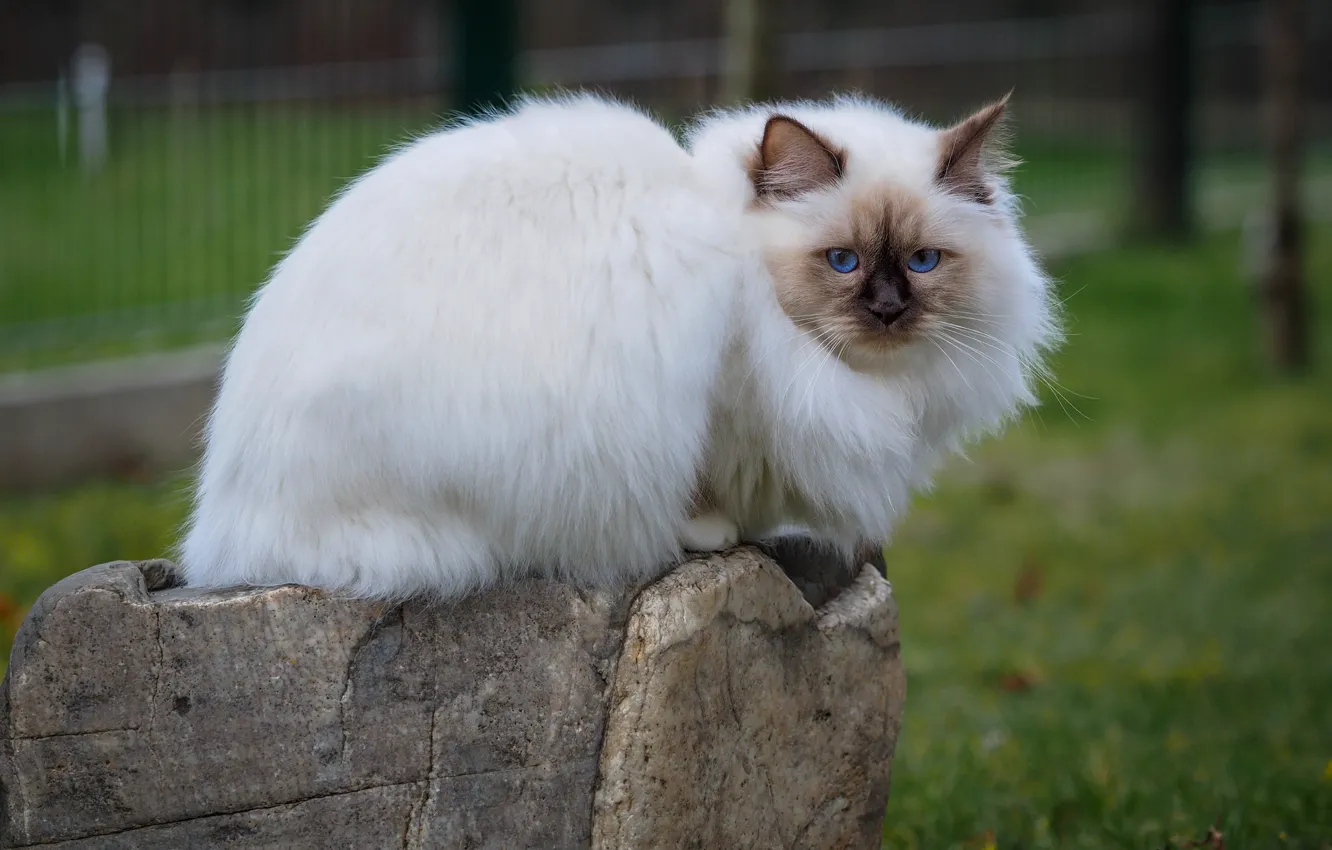 Фото обои кошка, белый, трава, кот, взгляд, морда, природа, парк