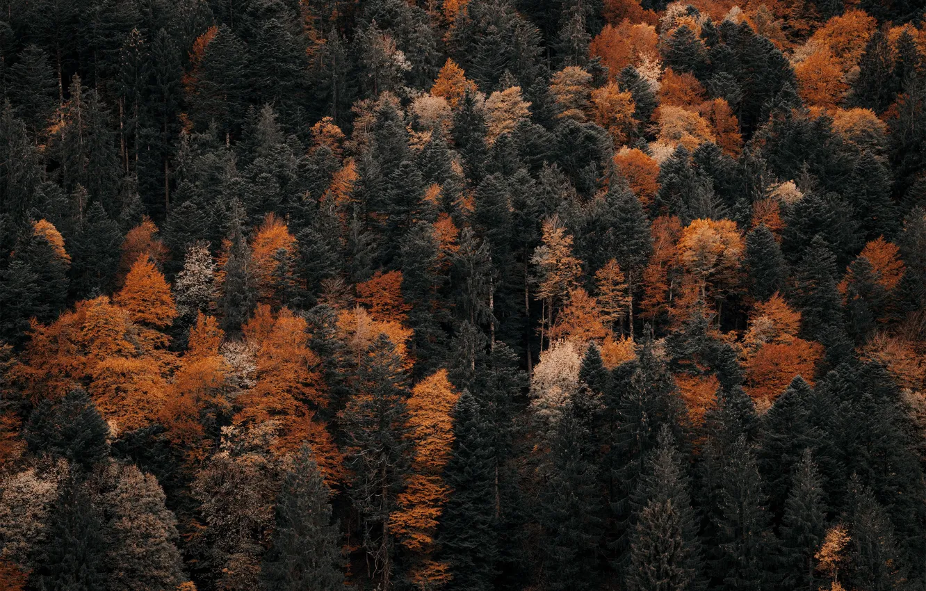 Фото обои forest, trees, landscape, nature