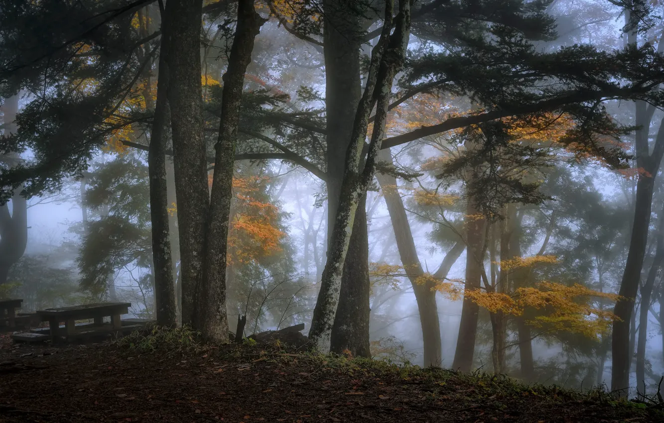 Фото обои осень, лес, деревья, ветки, туман, парк, стол, листва