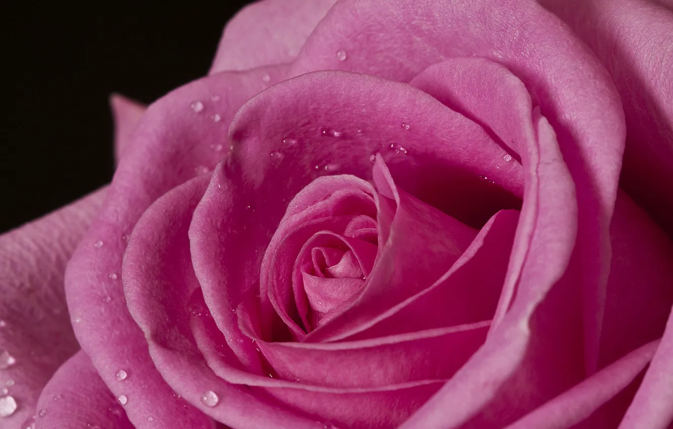Фото обои макро, розовая, роза, лепестки