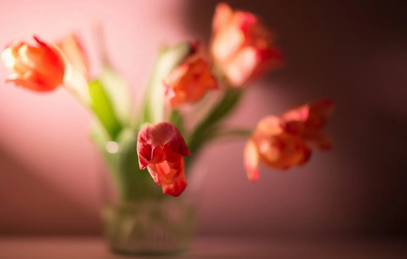 Фото обои свет, цветы, фон, тюльпаны