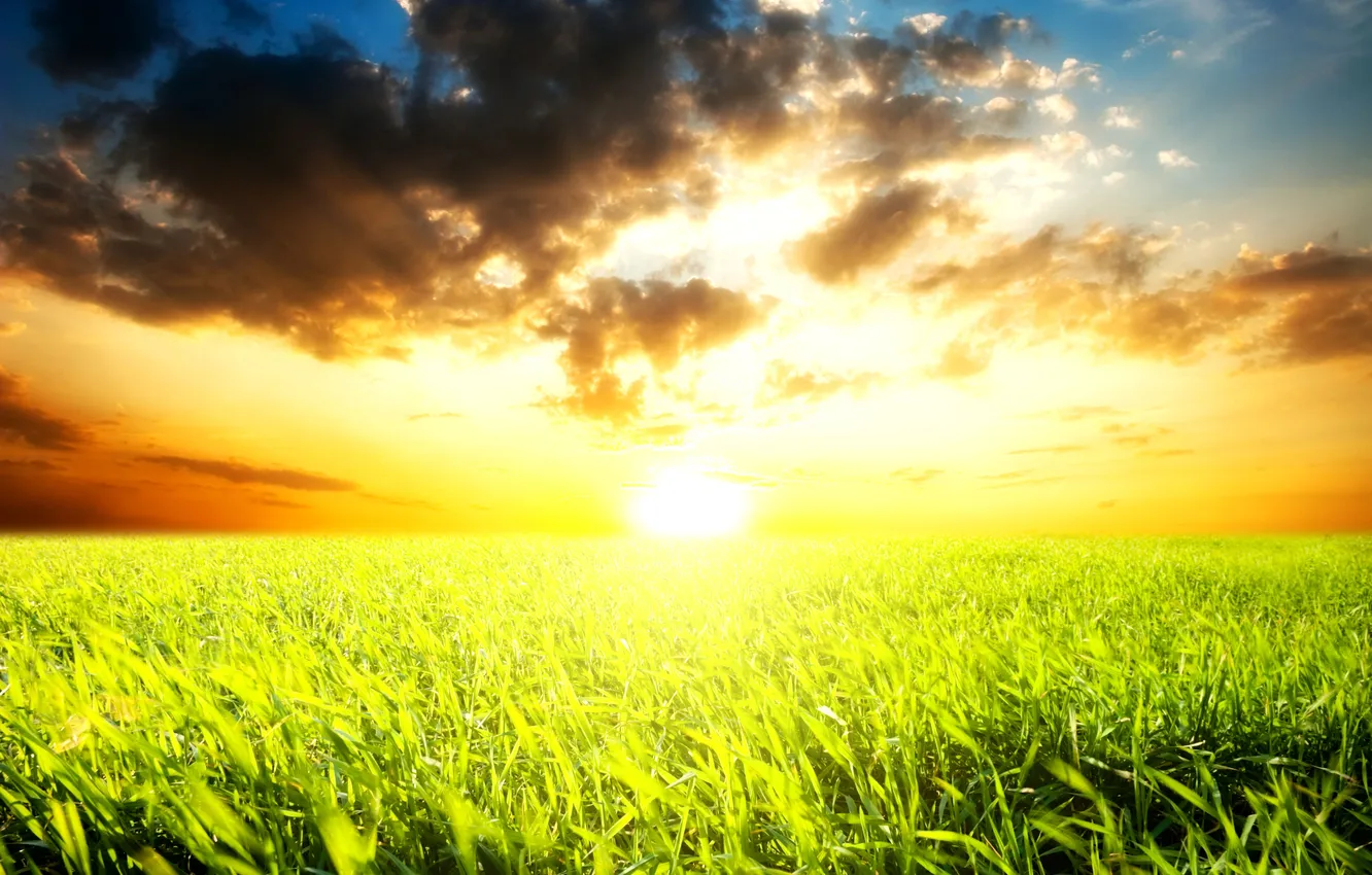 Фото обои поле, небо, трава, солнце, облака, горизонт, яркое, ослепительное