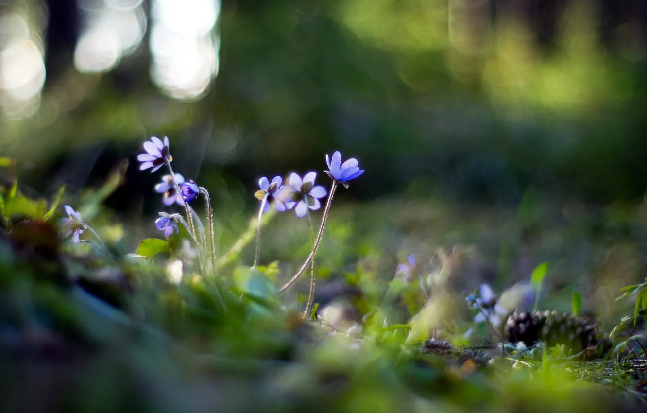 Фото обои цветы, природа, Hepatica