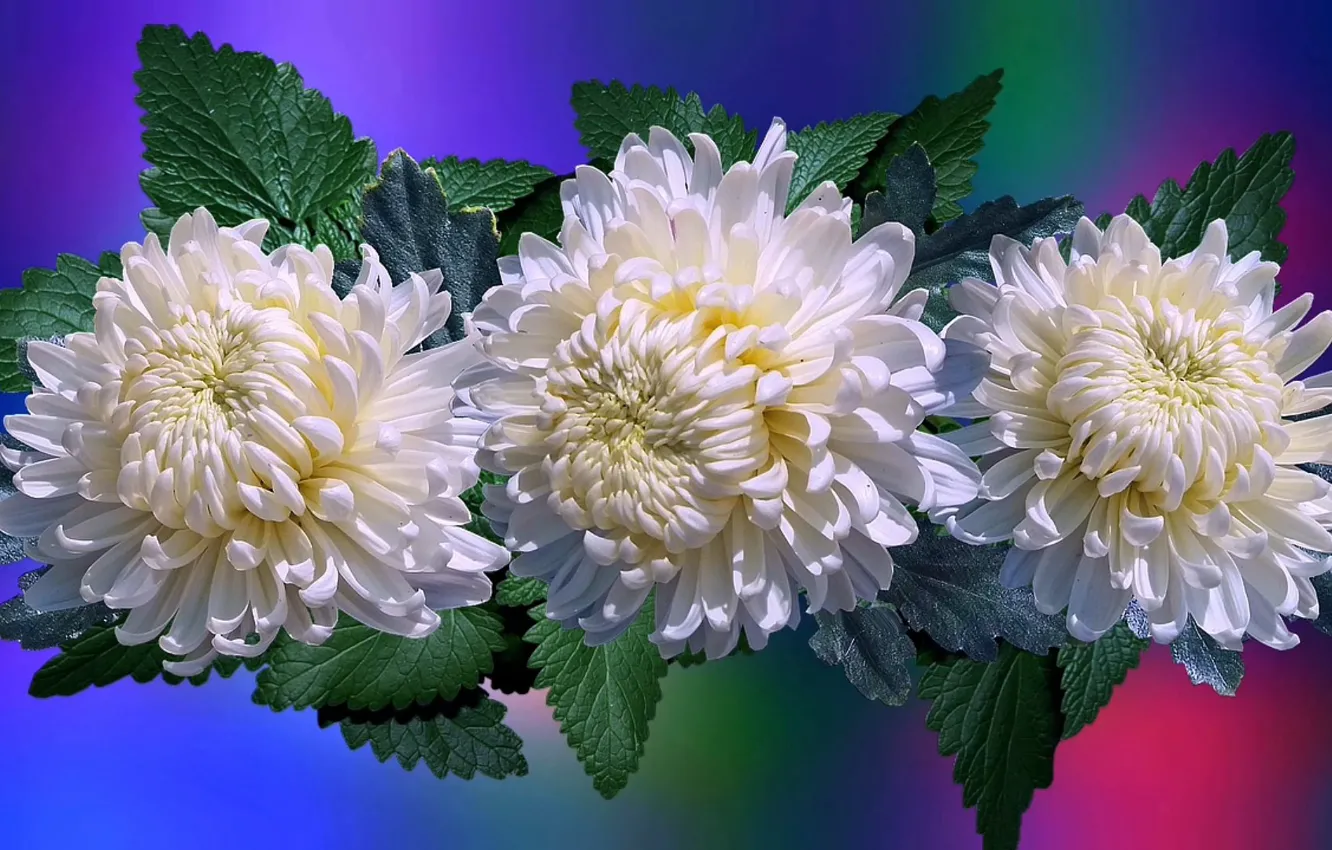 Фото обои цветы, белые, Хризантемы