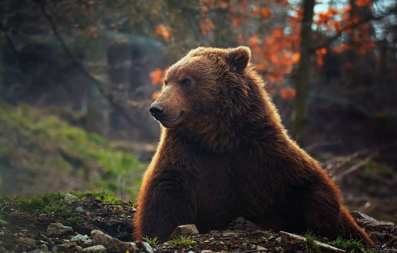 Фото обои лес, портрет, медведь, красавец, боке, топтыгин