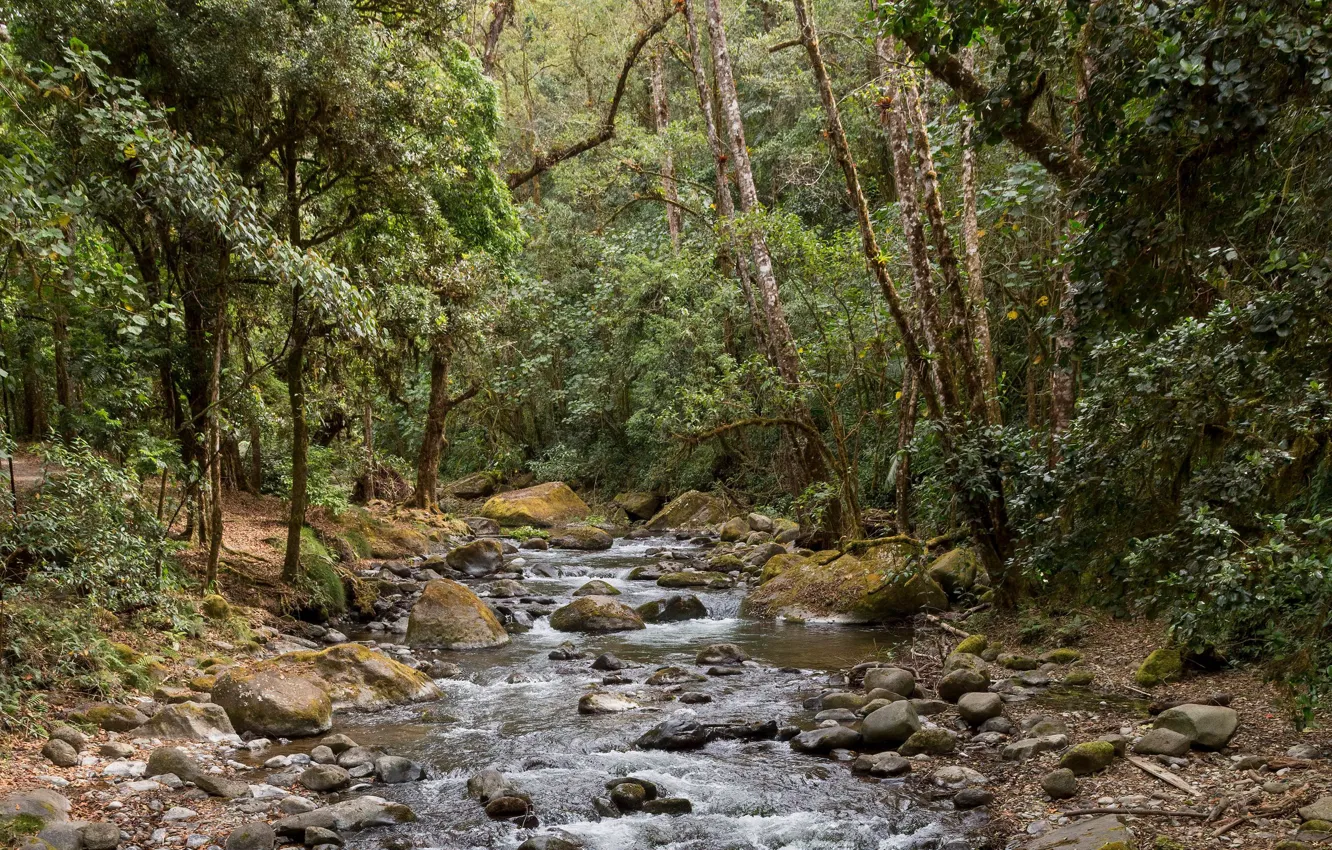 Фото обои лес, деревья, природа, река, камни, поток
