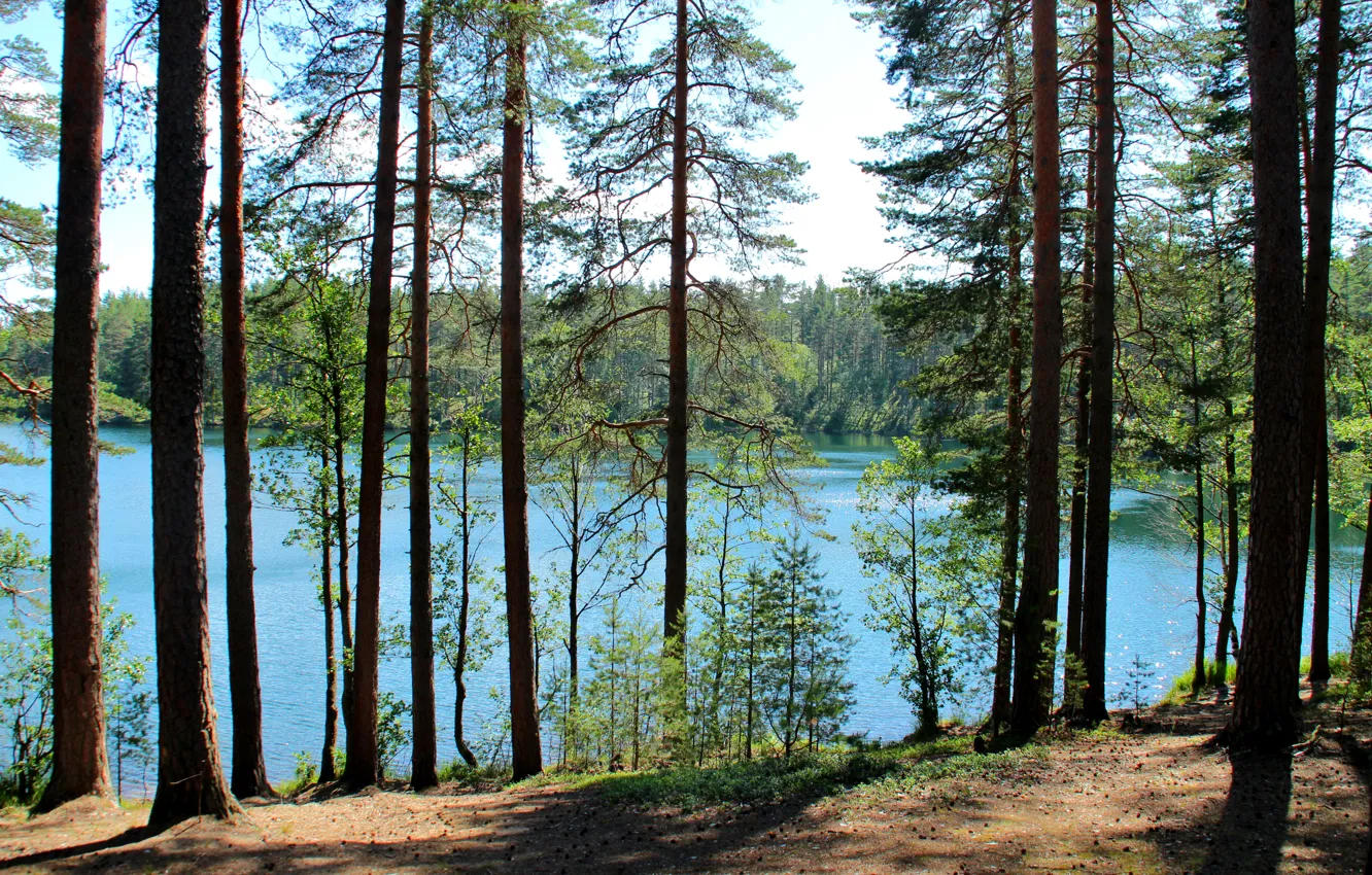Фото обои деревья, озеро, Россия, Ленинградская область, Сапёрное, Валкъярви
