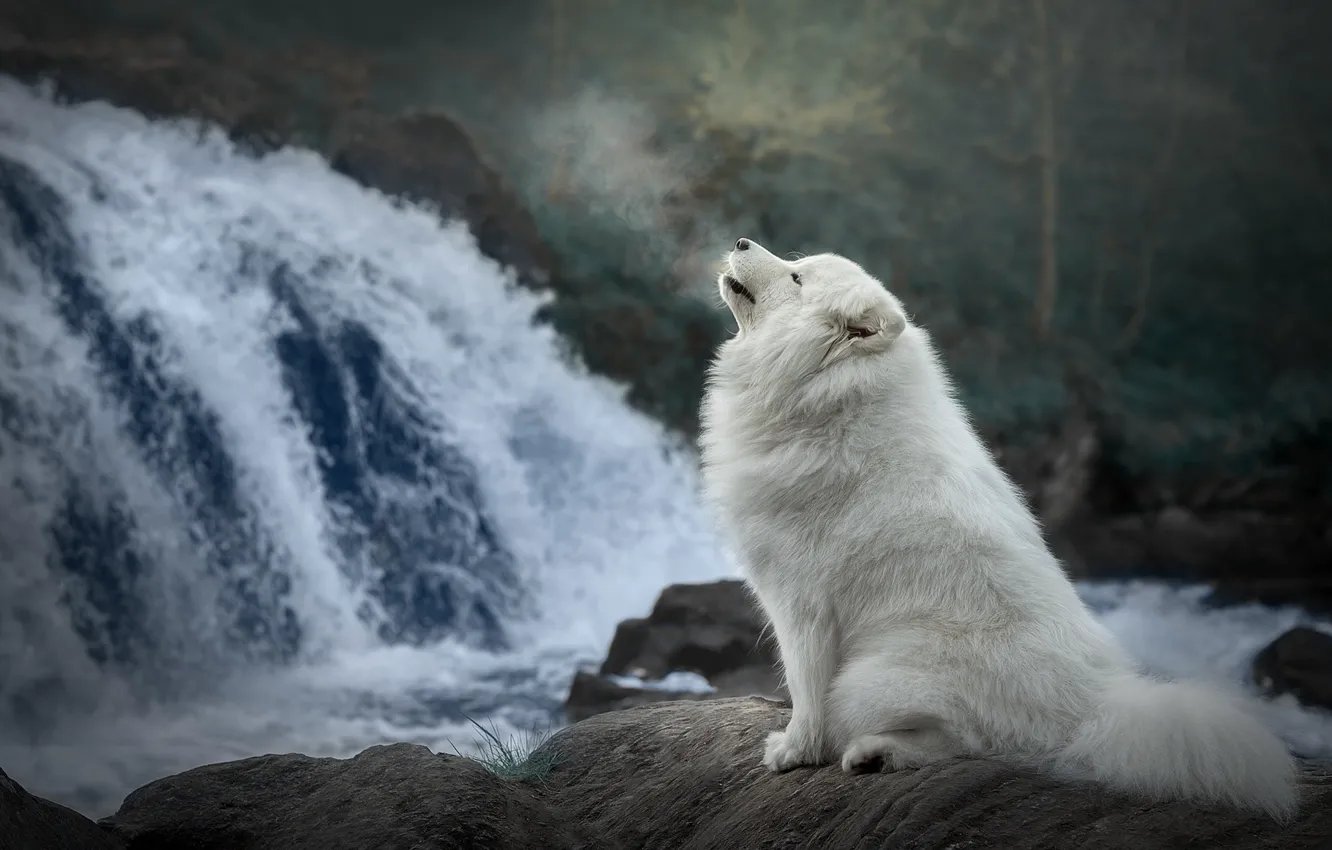 Фото обои природа, водопад, собака, Самоед