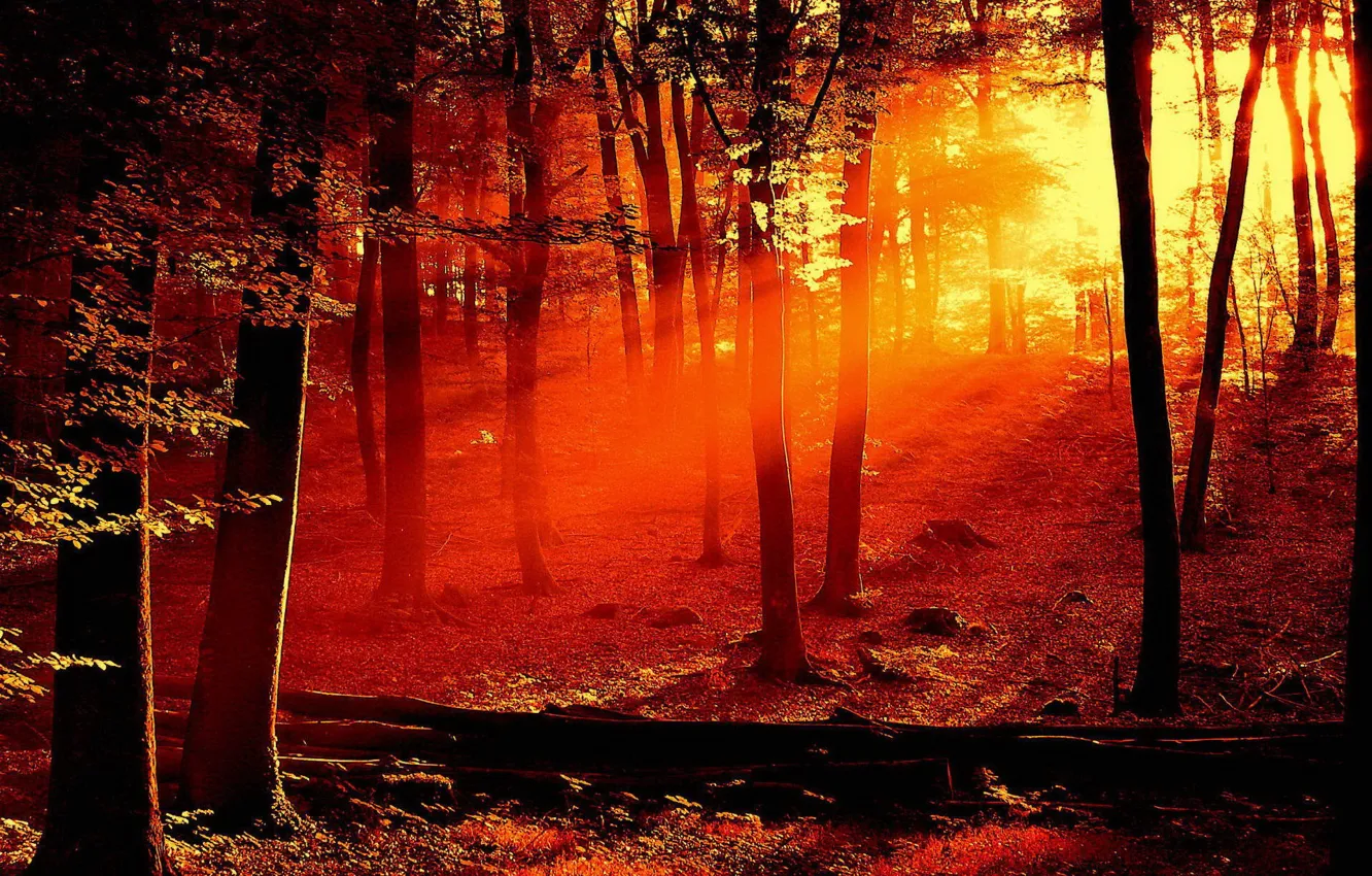 Фото обои деревья, красный, Свет