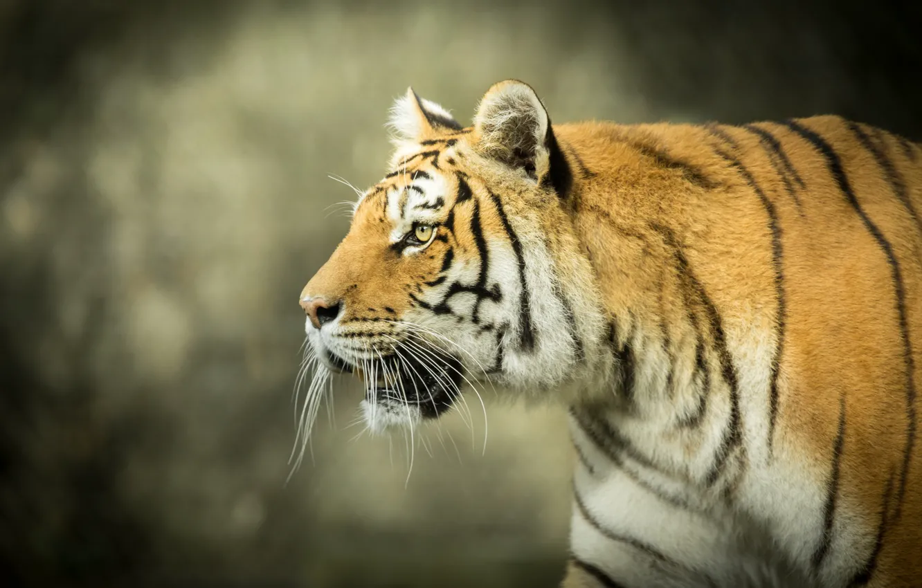 Фото обои морда, тигр, фон, хищник, профиль, дикая кошка, боке