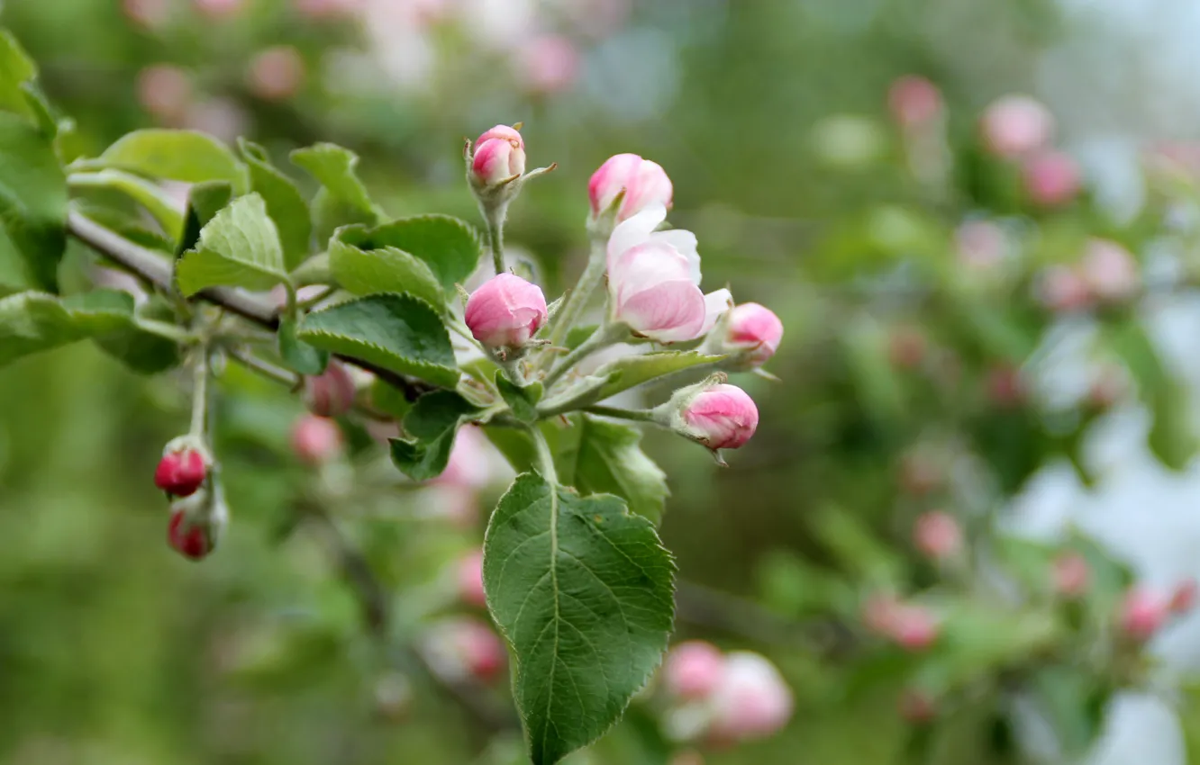 Фото обои Цветочки, Бутоны, Flowers, Боке, Bokeh