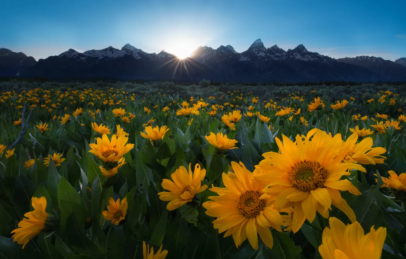 Фото обои поле, солнце, подсолнухи, цветы, горы, много