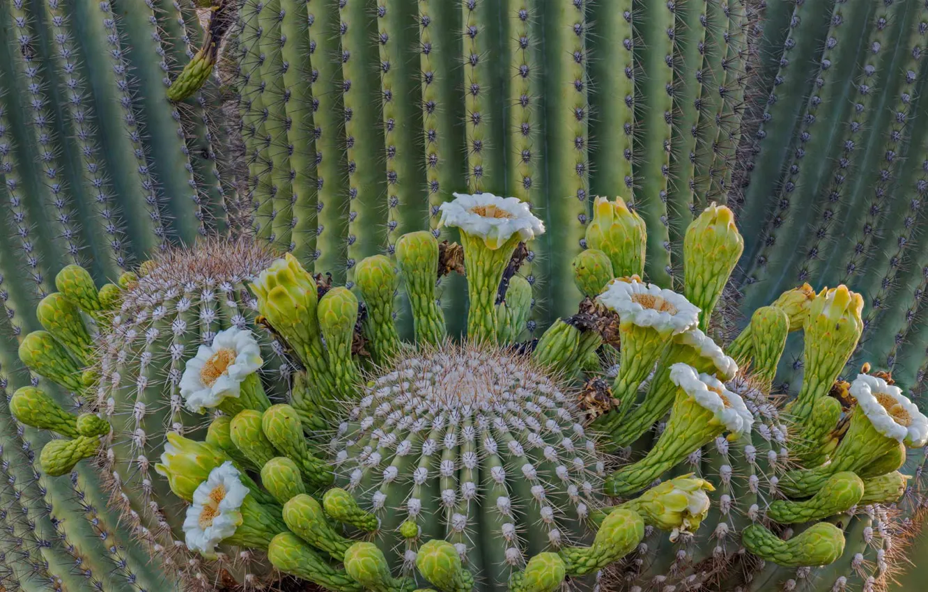 Фото обои кактус, Аризона, США, карнегия гигантская, сагуаро, Coronado National Forest