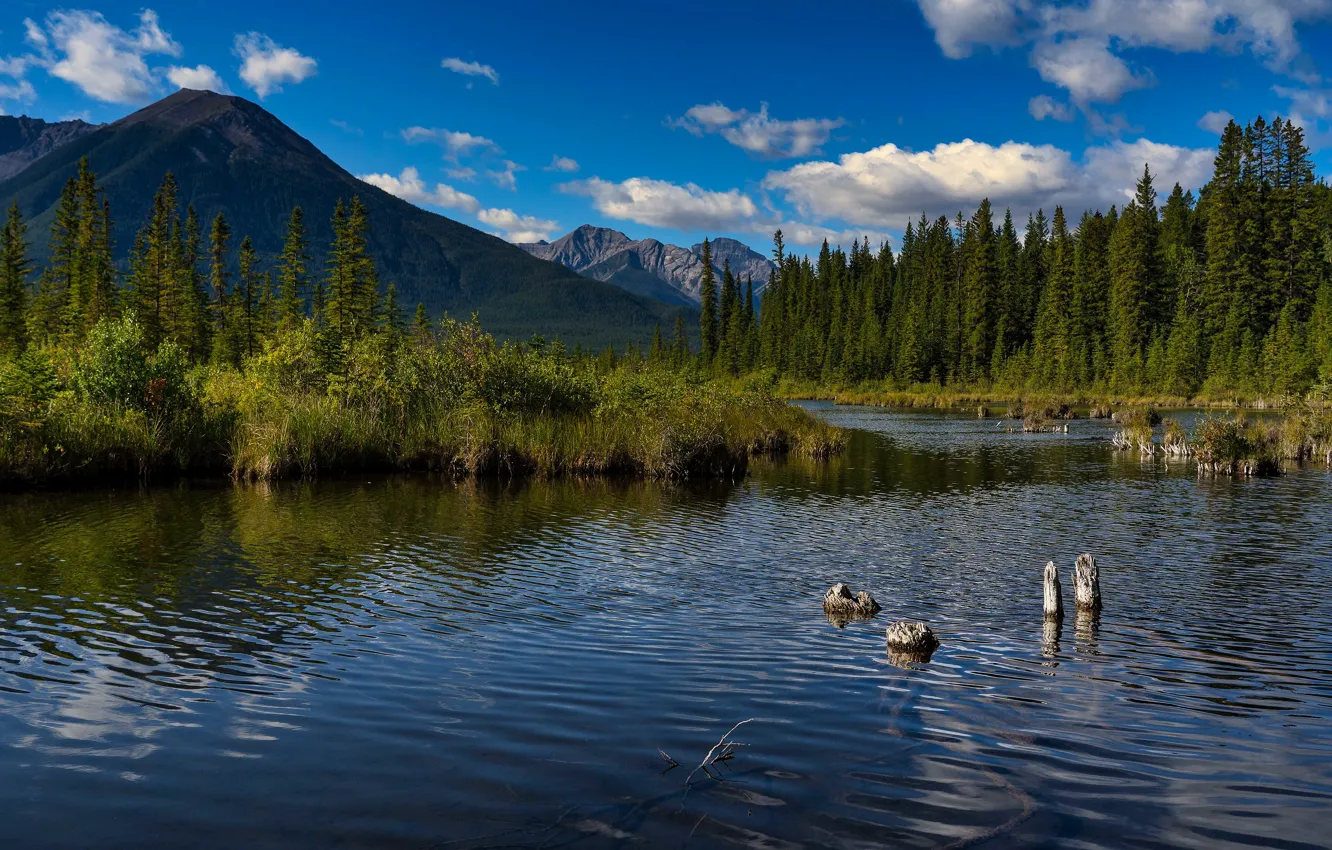 Фото обои лес, горы, природа, озеро, берег, Канада, Альберта, водоем