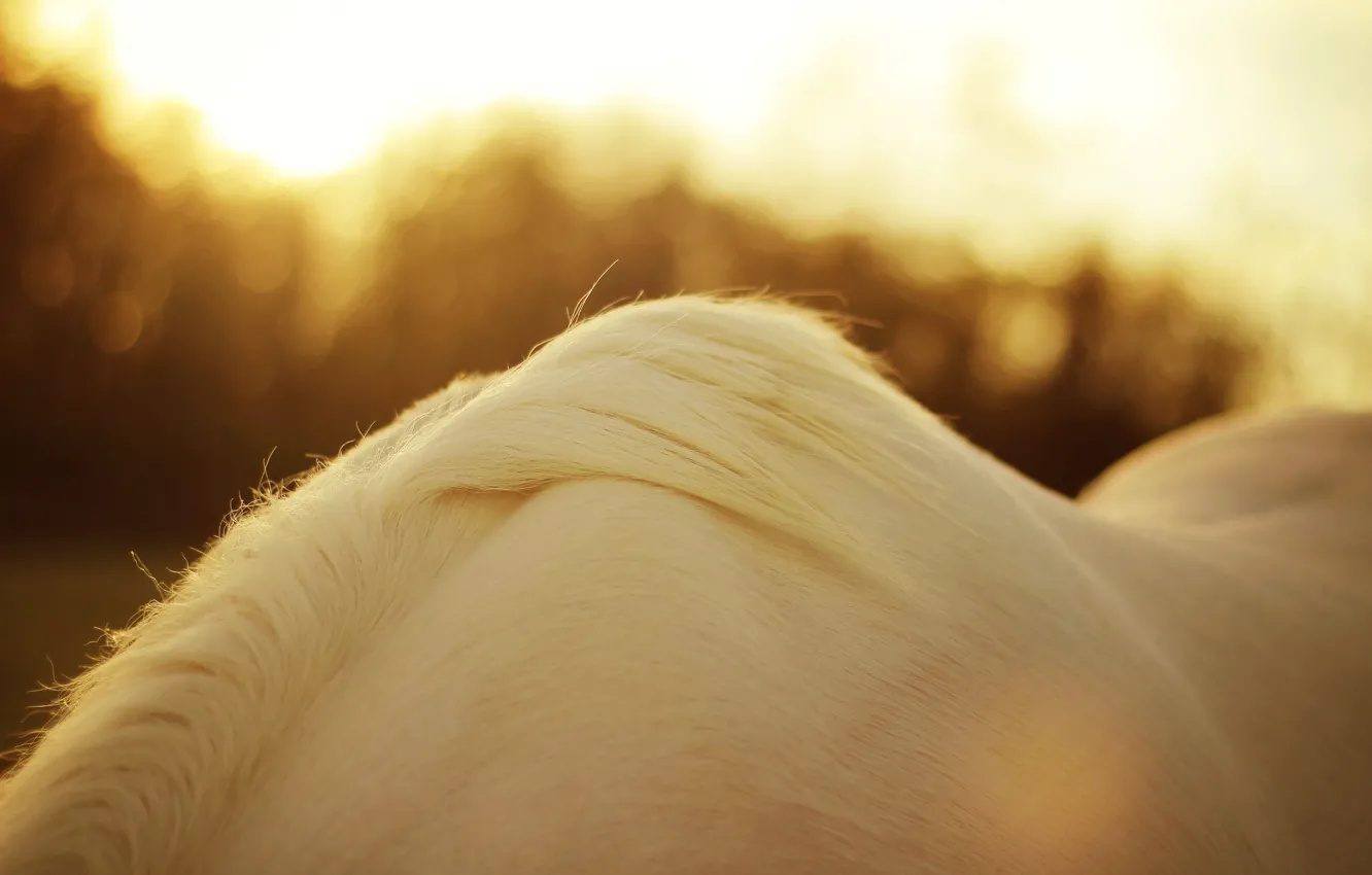 Фото обои белый, солнце, макро, свет, крупный план, блики, конь, лошадь