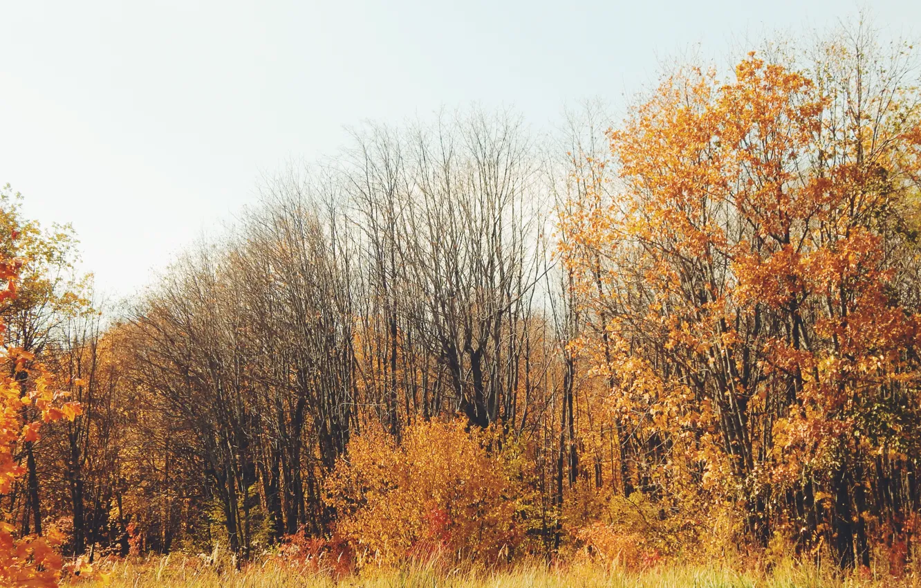 Фото обои осень, листья, деревья, желтые