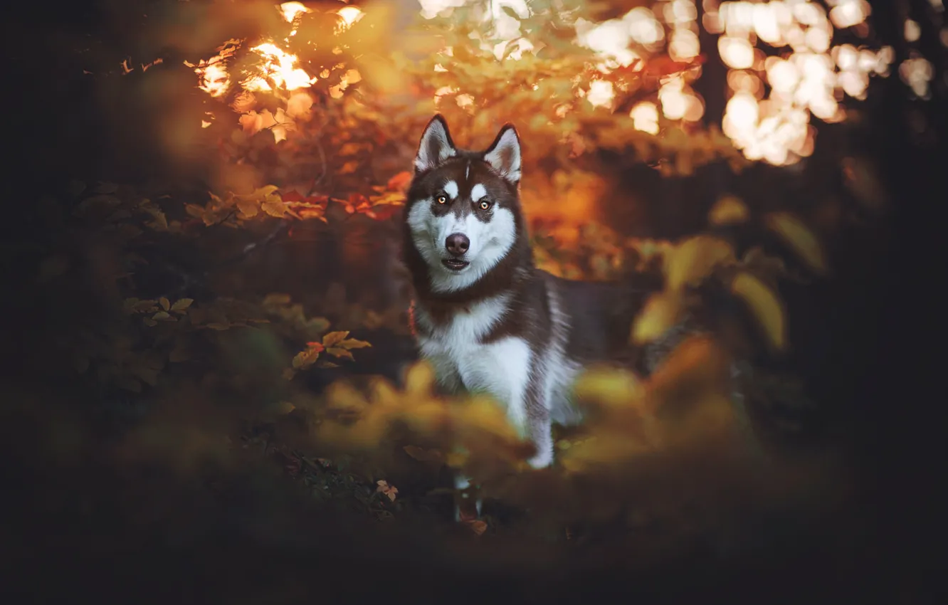 Фото обои осень, взгляд, листья, природа, темный фон, собака, хаски, боке