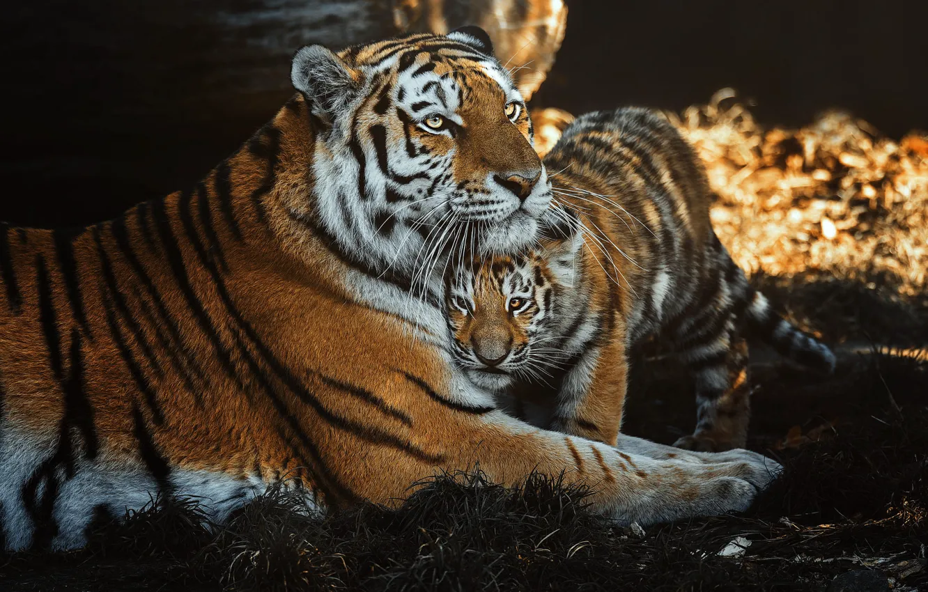 Фото обои тигры, тигрица, тигренок