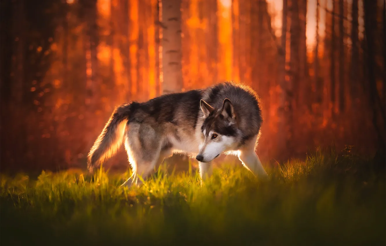 Фото обои трава, деревья, закат, природа, животное, собака, пёс, волчья собака