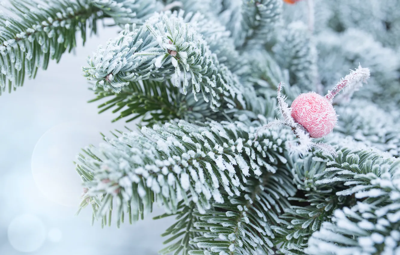 Фото обои зима, снег, ветки, елка, мороз, winter, snow, fir tree