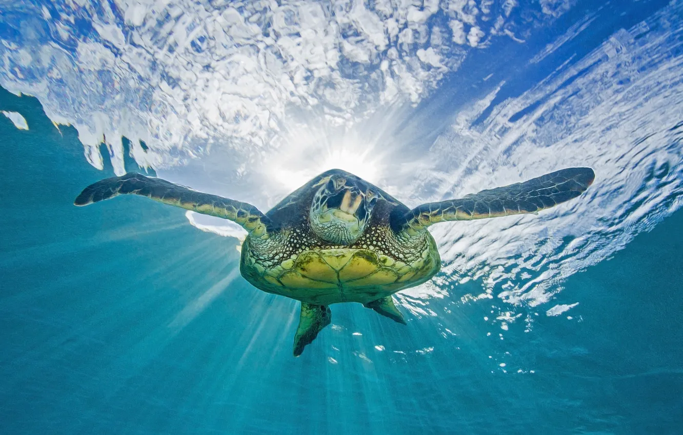Фото обои море, природа, turtle