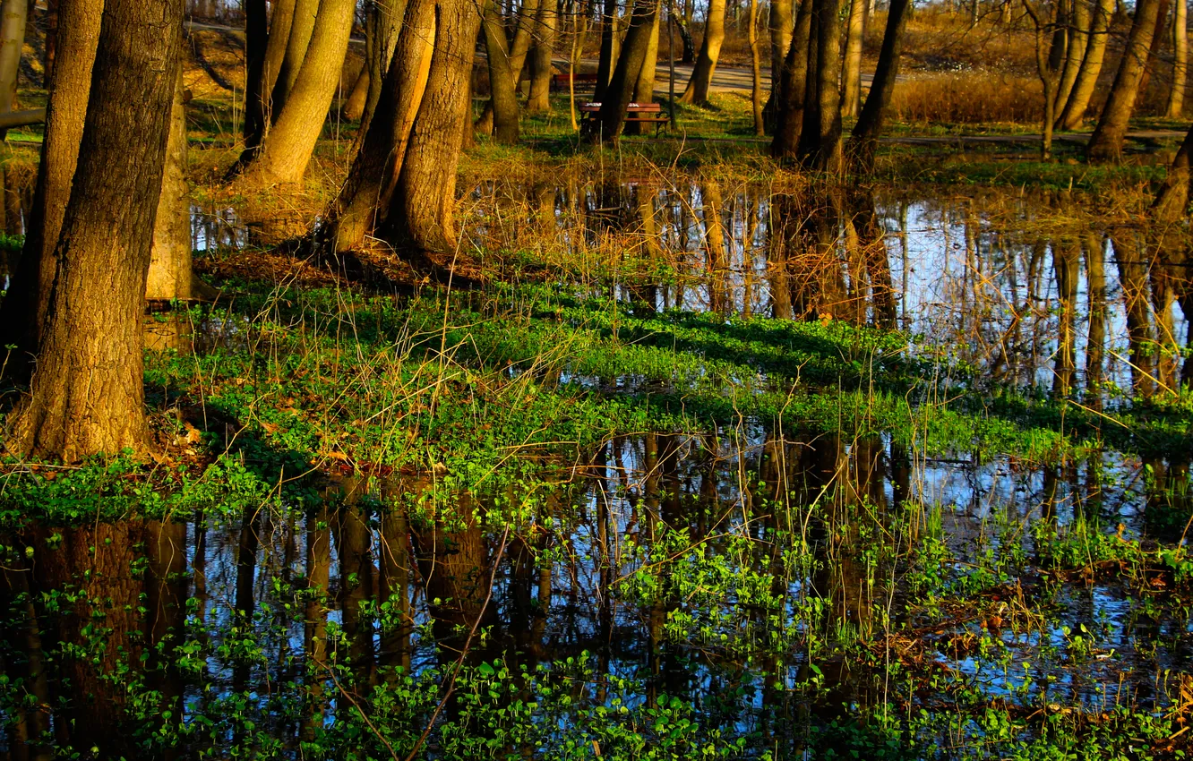 Фото обои forest, water, park, tree