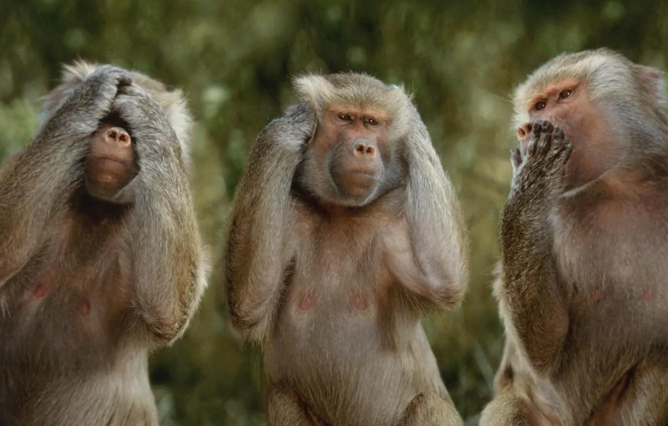 Фото обои animals, wildlife, Funny, Animals, Monkeys, hdwalls