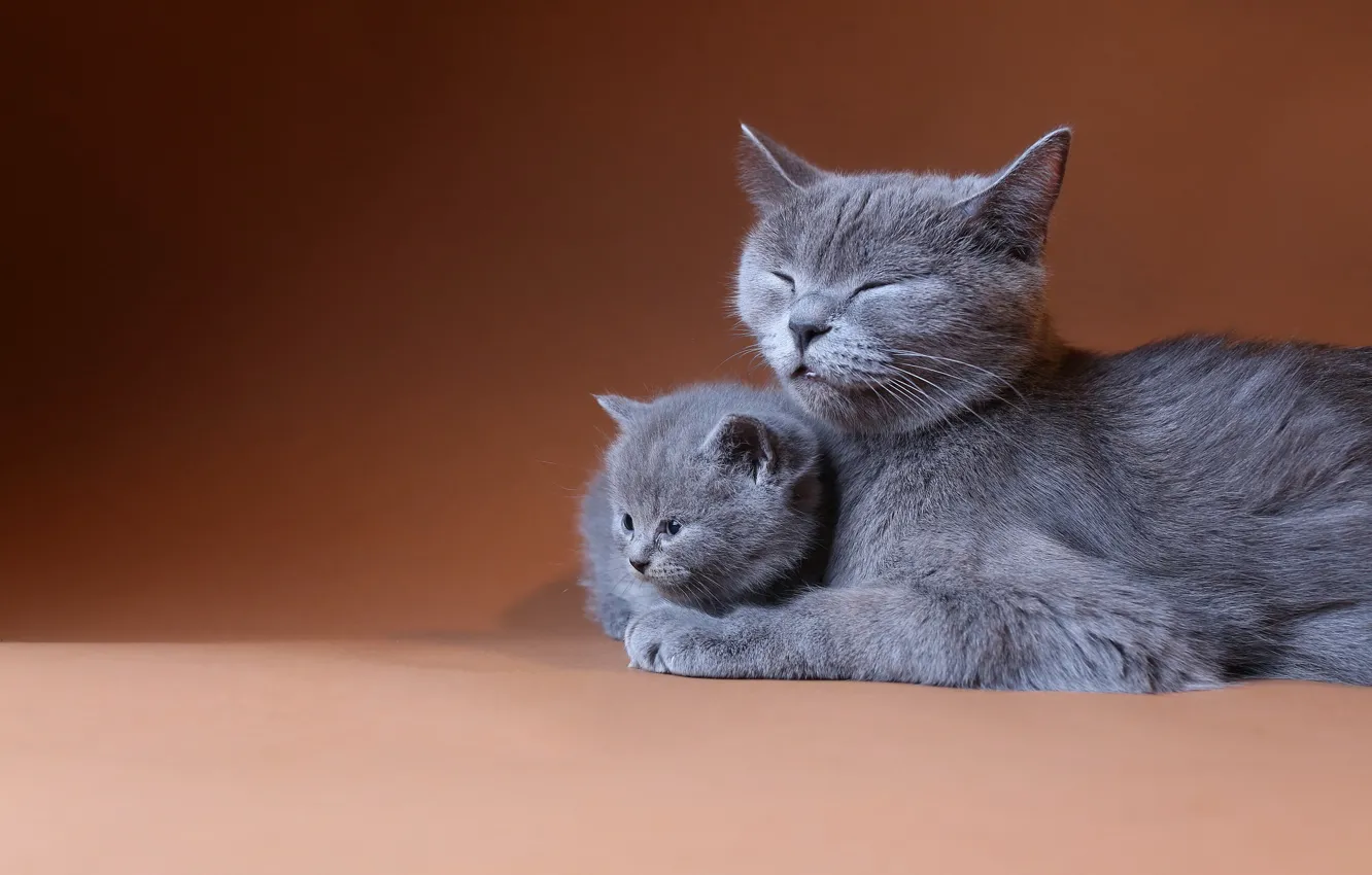 Фото обои кошка, кошки, котёнок, коричневый фон, британские