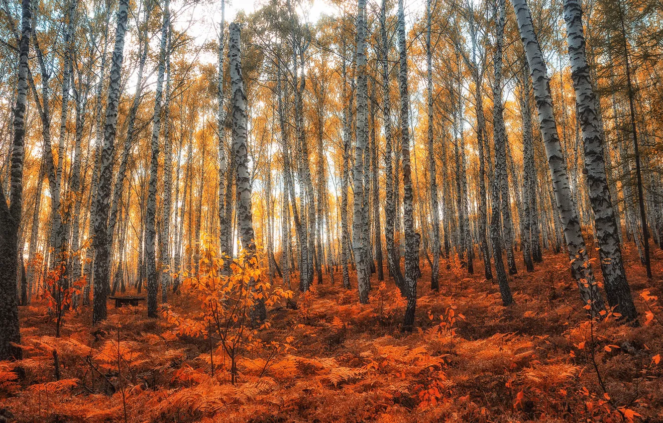 Фото обои осень, лес, деревья, папоротник, берёзы, роща