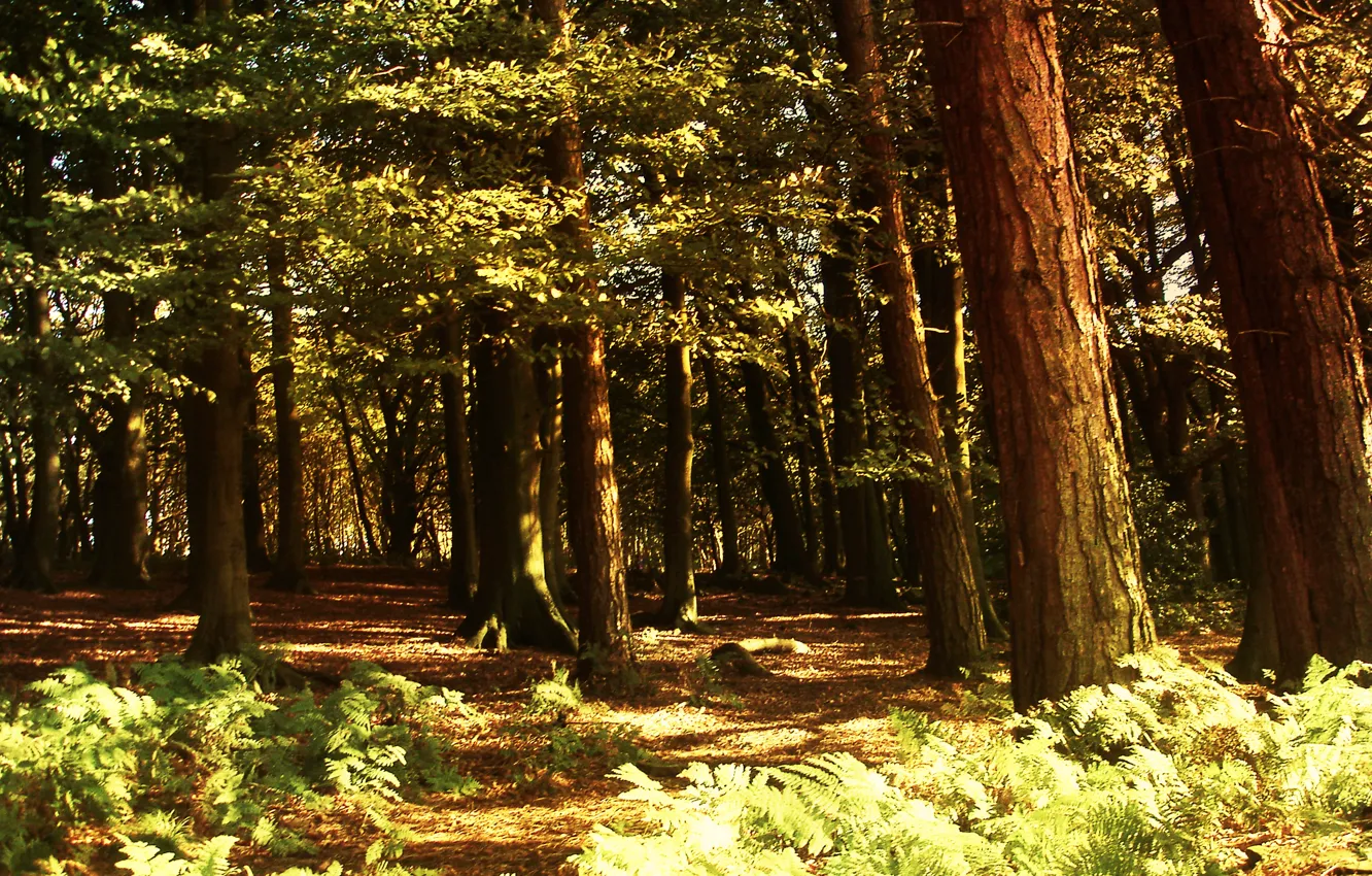 Фото обои лес, свет, природа