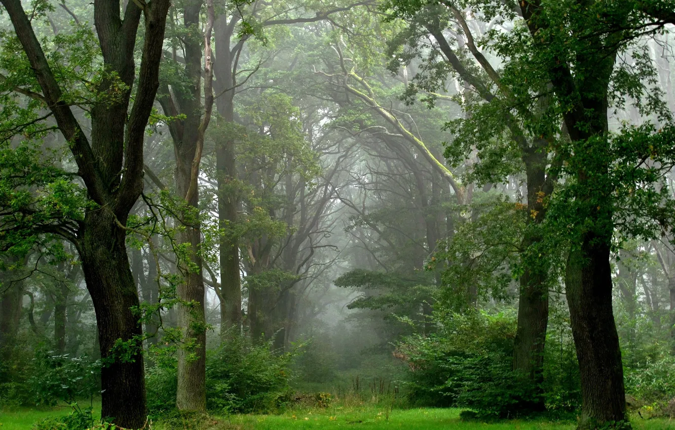 Фото обои лес, лето, туман, после дождя