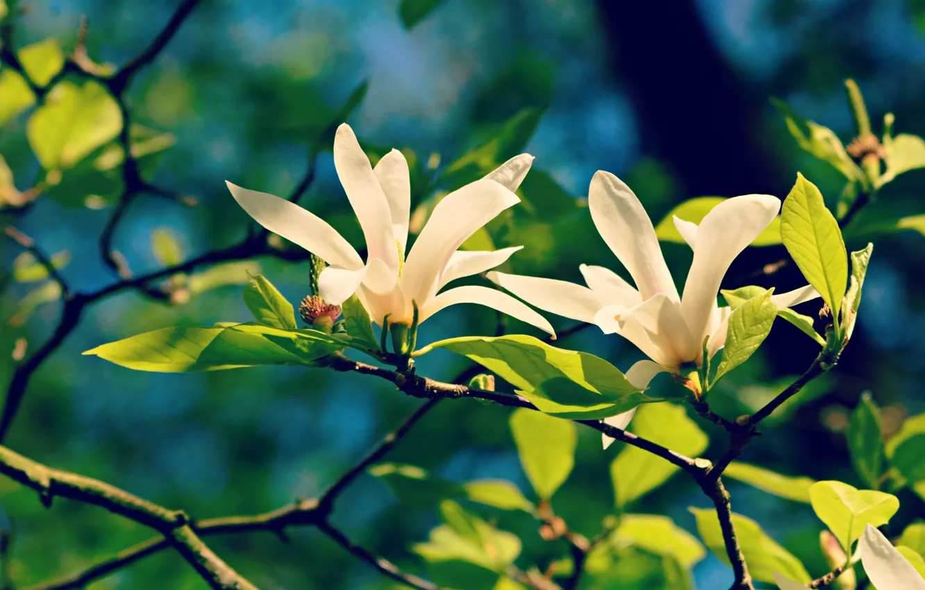 Фото обои зелень, листья, свет, цветы, ветки, синий, фон, весна