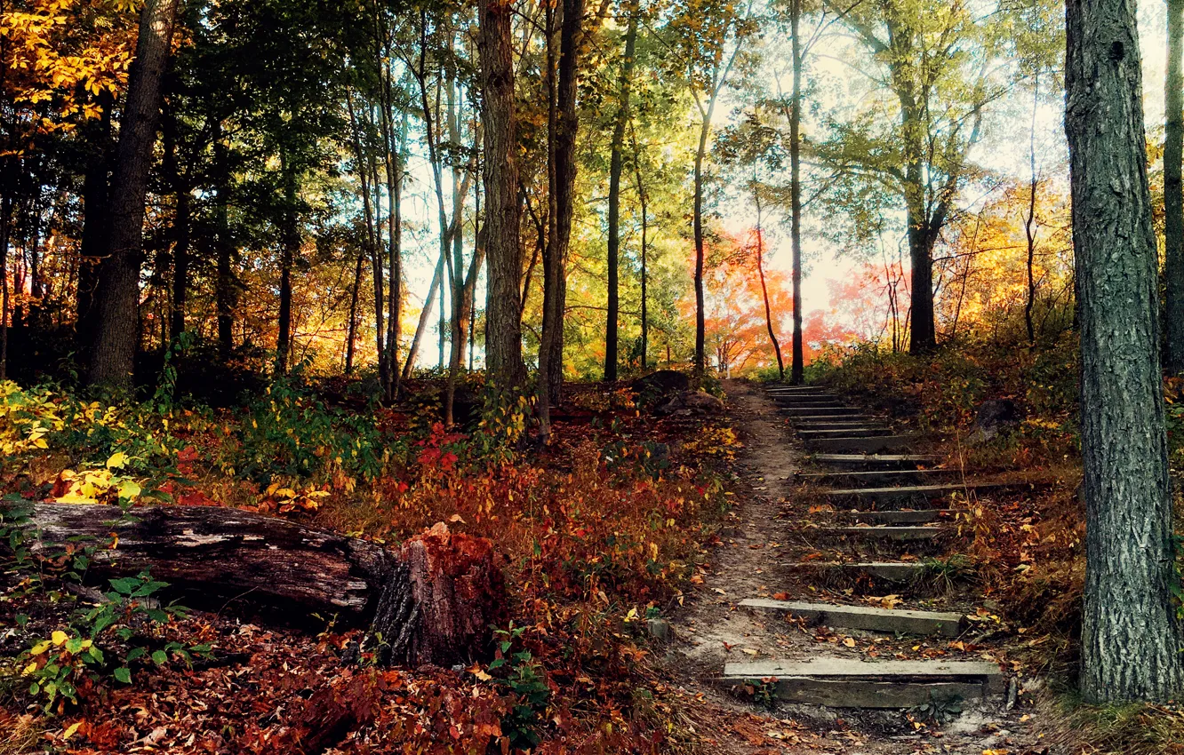 Фото обои осень, лес, холм, лестница, ступеньки